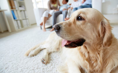 How to Keep Your Pet’s Summer Shedding from Affecting Your IAQ