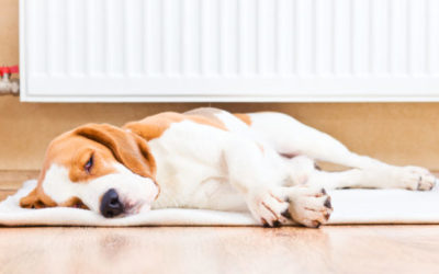 4 Ways Your Home Can Be Dangerous for Your Pet