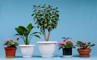 Baltimore, MD IAQ: The Best and Worst Houseplants for Easy Breathing