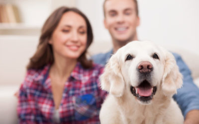 3 Ways to Reduce Pet Allergens in Your Baltimore, MD Home